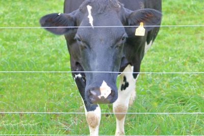 Keep Livestock Contained with Electric Fence Installation!