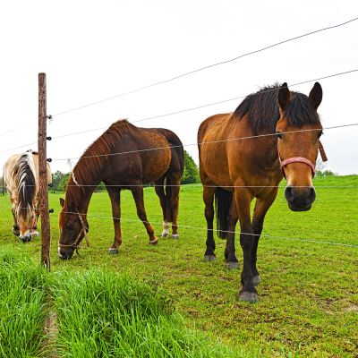 Protect Your Horses with Electric Fence Installation!